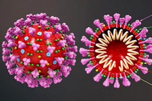 科学界重磅！美国发现“超级抗体”，有望抵抗所有新冠变异病毒